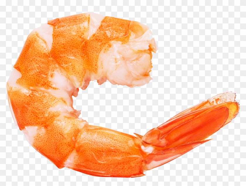 Caridea Prawn Shrimp Euclidean Vector - Shrimp Png