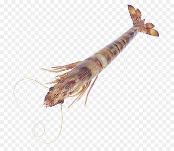 Caridea Seafood Crab Shrimp Palinurus elephas - Bamboo shrimp seafood 