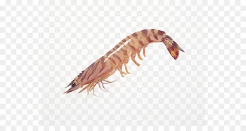 Caridea Whiteleg shrimp Chinese white shrimp Seafood - New Shrimp 