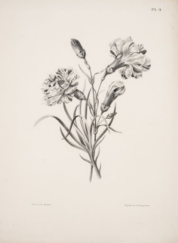 Carnation, 1840, Magnus Von Wright | Free Photo - rawpixel