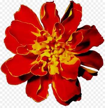 Carnation Annual plant Herbaceous plant Cut flowers -  
