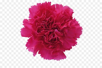 Carnation Cut flowers Gift Pink - CARNATION 