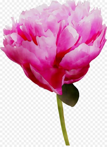 Carnation Cut flowers Peony Herbaceous plant Plant stem -  