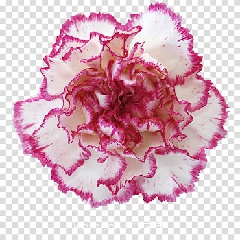 Carnation Cut flowers Petal China pink, flower transparent background PNG clipart
