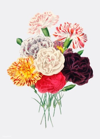 Carnation (Dianthus caryophyllus) illustrated.. | Free stock vector - 467404