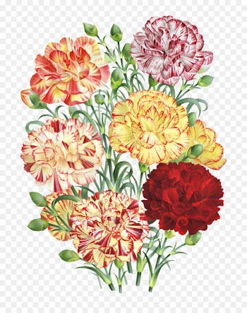 Carnation Floral design Flower bouquet Painting - flower 