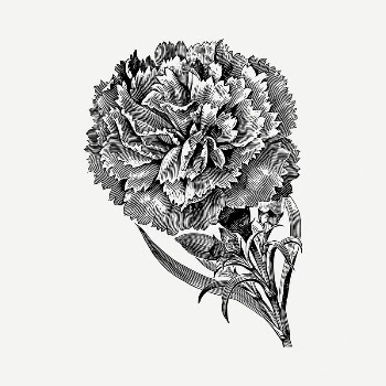 Carnation flower drawing, vintage illustration | Free PSD - rawpixel