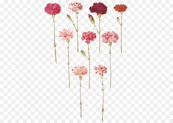 Carnation Flower Floral design Gottorfer Codex Tattoo - fuso 