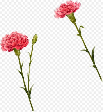 Carnation Flower Illustration - Cute i 