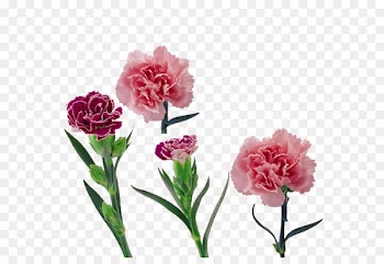 Carnation Flower Mother's Day - Flower Festival 