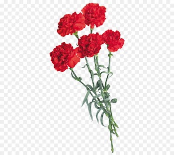 Carnation, Flower, Pink Flowers, Flowering Plant PNG