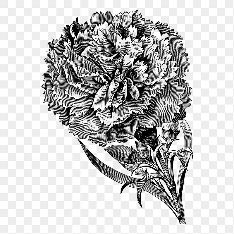 Carnation flower png sticker illustration, | Free PNG - rawpixel