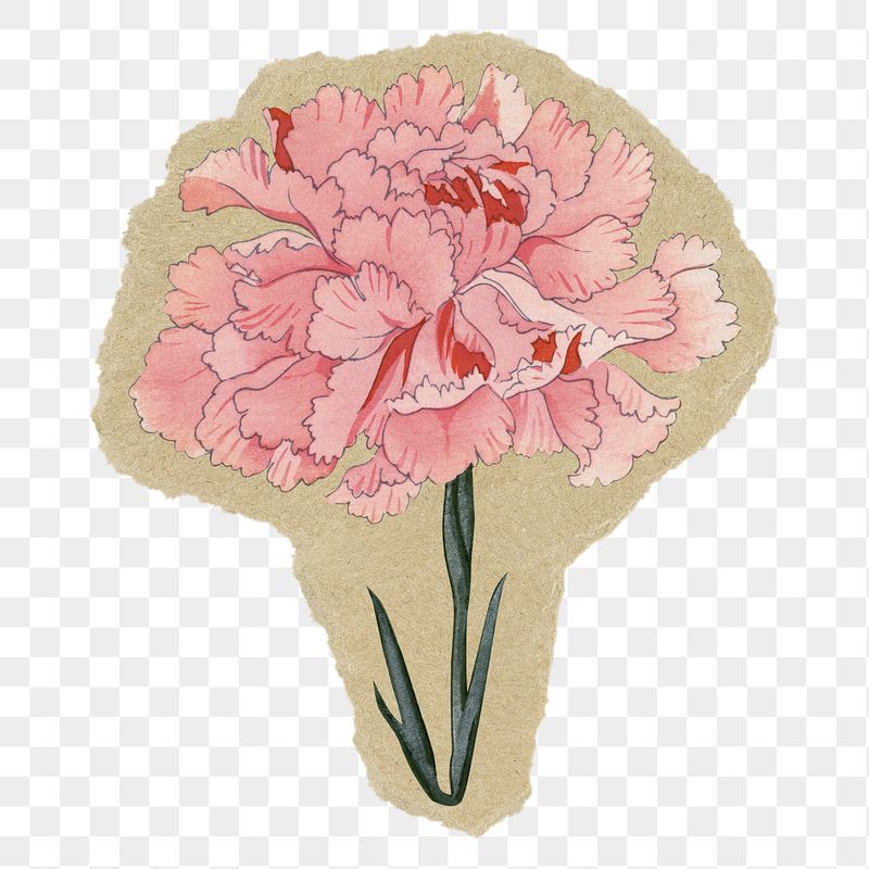 Carnation flower png sticker, ripped | Free PNG Illustration - rawpixel