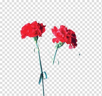 Carnation Garden roses Flower Mother's Day, Red Flower Enchantress transparent background PNG clipart