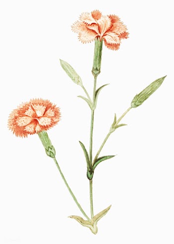 Carnation in vintage style | Free stock vector - 561892