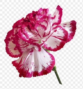 Carnation png, two-tone flower clipart, | Free PNG - rawpixel