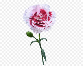 Carnation Portable Network Graphics Flower Image Photograph - flower 
