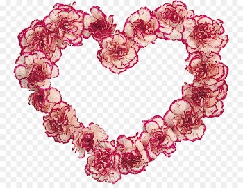 Carnation Portable Network Graphics Image Cut flowers - flower 