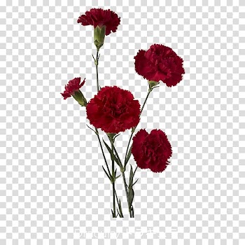 Carnation Red Cut flowers Count Dracula, flower transparent background PNG clipart