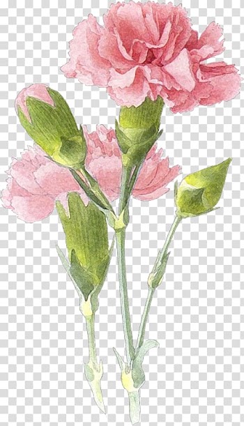 Carnation Watercolor painting Drawing Art, painting transparent background PNG clipart