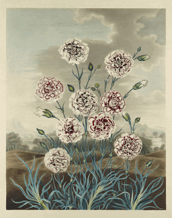 Carnations. Original from the Minneapolis | Free Photo - rawpixel