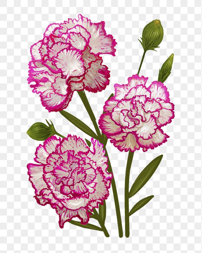 Carnations png flower sticker illustration, | Free PNG - rawpixel