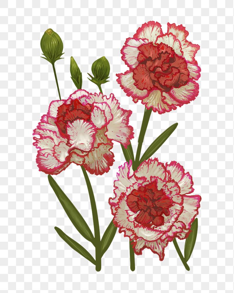 Carnations png flower sticker illustration, | Free PNG - rawpixel