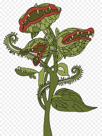 Carnivorous plant Carnivore Drosera Drawing - carnivore 