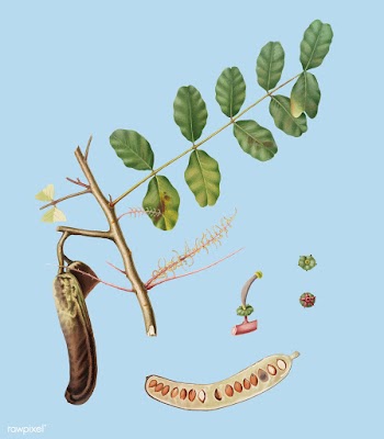 Carob from Pomona Italiana (1817-1839) by Gio.. | Free stock vector - 487918