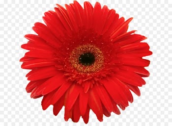Carol Fox Real Estate Broker Flower Valentine's Day Gift Love - flower 