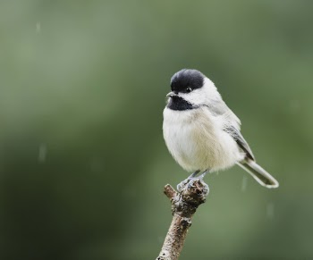 Carolina chickadee bird. Free public | Free Photo - rawpixel