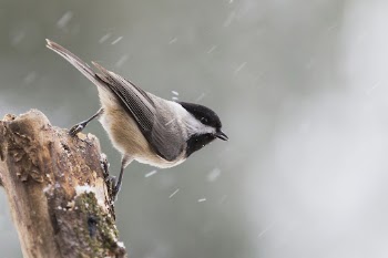 Carolina chickadee bird. Free public | Free Photo - rawpixel