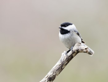 Carolina chickadee bird. Free public | Free Photo - rawpixel