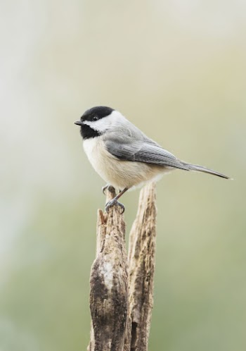 Carolina chickadee bird. Free public | Free Photo - rawpixel