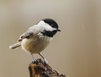 Carolina chickadee bird. Free public | Free Photo - rawpixel
