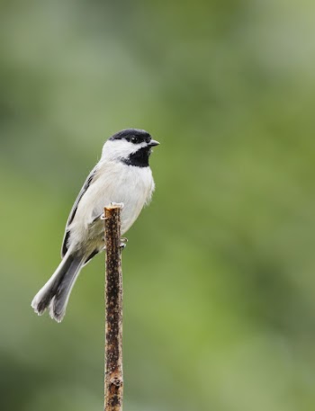 Carolina chickadee bird. Free public | Free Photo - rawpixel