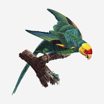 Carolina parakeet bird clipart, vintage | Free Photo - rawpixel