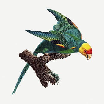 Carolina parakeet bird sticker, vintage | Free PSD - rawpixel