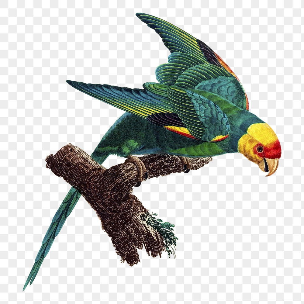 Carolina parakeet png bird sticker, | Free PNG - rawpixel