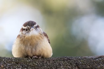 Carolina wren bird. Free public | Free Photo - rawpixel
