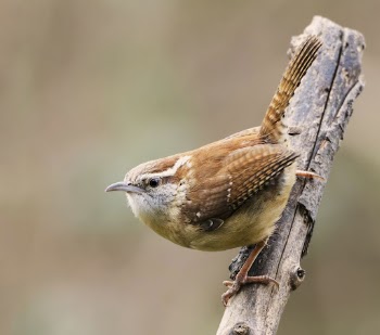 Carolina wren bird. Free public | Free Photo - rawpixel