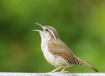 Carolina wren bird. Free public | Free Photo - rawpixel