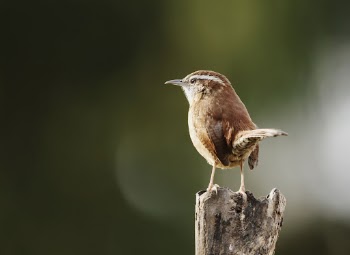Carolina wren bird. Free public | Free Photo - rawpixel