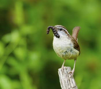 Carolina wren bird. Free public | Free Photo - rawpixel