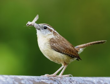 Carolina wren bird. Free public | Free Photo - rawpixel