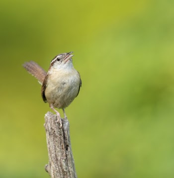 Carolina wren bird. Free public | Free Photo - rawpixel