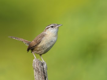 Carolina wren bird. Free public | Free Photo - rawpixel