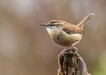 Carolina wren bird. Free public | Free Photo - rawpixel