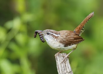 Carolina wren bird. Free public | Free Photo - rawpixel