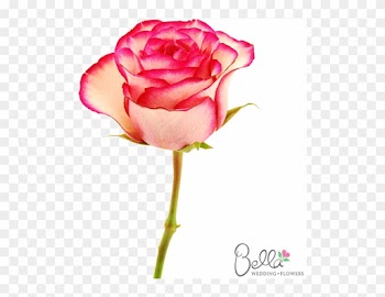 Carousel Roses Are A Gorgeous Variety Of Pink Rose - Wedding